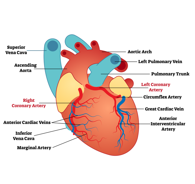 coronary artery disease case study pdf