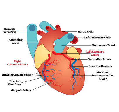 Coronary heart disease • Heart Research Institute